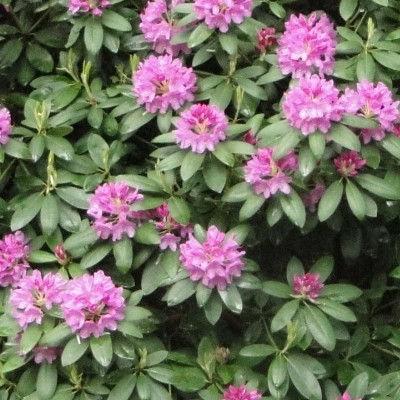 Rododendron - Rhododendron 'Catawbiense Grandiflorum'