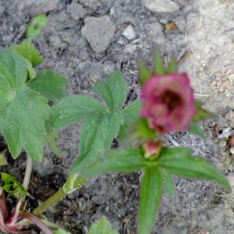 Geranium psilostemon 'Red Admiral'