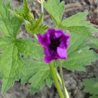 Geranium psilostemon 'Red Admiral'