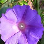 Ipomoea learii - Blauwe winde