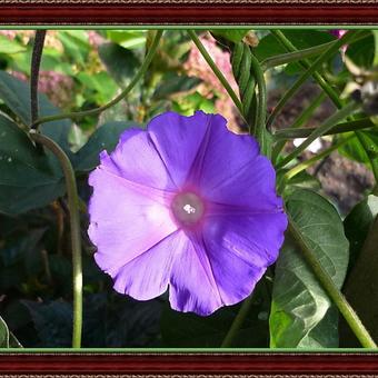 Ipomoea learii