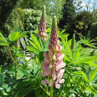 Lupinus