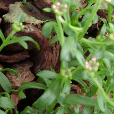 Scheefbloem, Scheefkelk - Iberis sempervirens 'Pink Ice