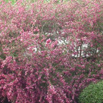 Cytisus scoparius 'Mrs. Norman Henry'