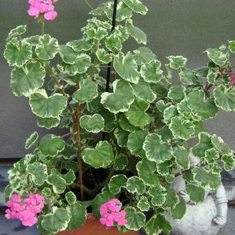 Pelargonium 'Madame Salleron'