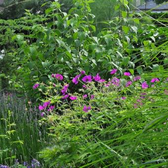 Geranium 'Ann Folkard'