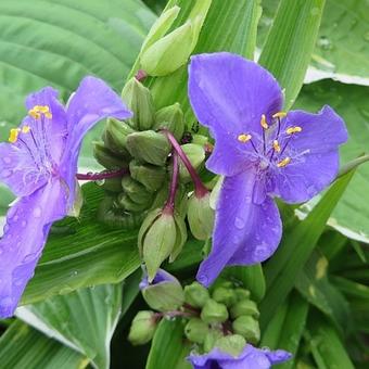 Tradescantia andersoniana 'Leonora'