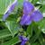 Tradescantia andersoniana 'Leonora'