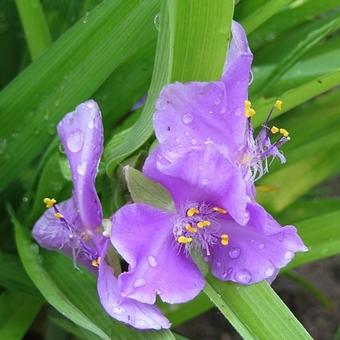 Tradescantia andersoniana 'Leonora'