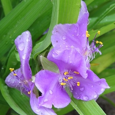 Eéndagsbloem - Tradescantia andersoniana 'Leonora'