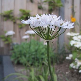 Allium neapolitanum