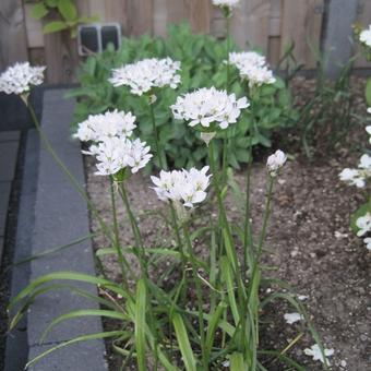 Allium neapolitanum