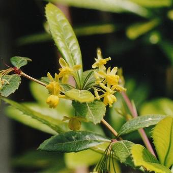 Berberis  julianae