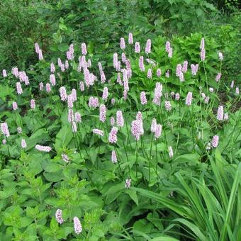 Persicaria bistorta 'Hohe Tatra'