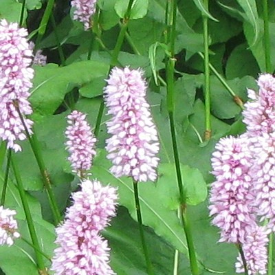 Adderwortel - Persicaria bistorta 'Hohe Tatra'