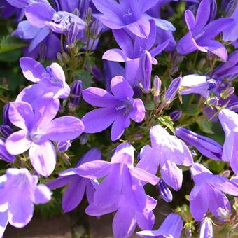 Campanula portenschlagiana