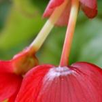 Begonia bertinii - Boerenbegonia