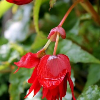 Begonia bertinii