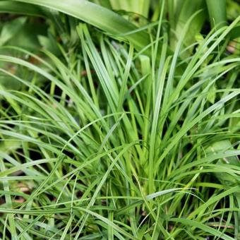 Carex caryophyllea 'The Beatles'