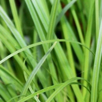 Zegge - Carex caryophyllea 'The Beatles'