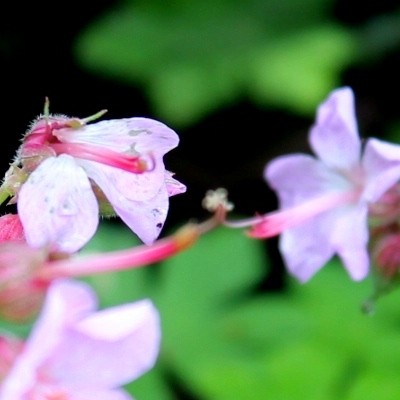 Ooievaarsbek - Geranium macrorrhizum 'Ingwersen's Variety'