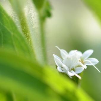 Stevia rebaudiana