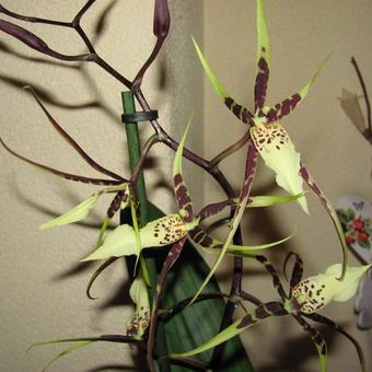 Brassia Eternal Wind 'Summer Dream'