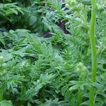 Polemonium caeruleum 'Bambino Blue' - Jacobsladder