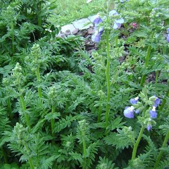 Polemonium caeruleum 'Bambino Blue'