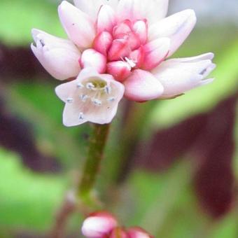 Persicaria microcephala 'Purple Fantasy'