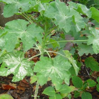 Lavatera arborea 'Variegata'