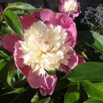 Paeonia lactiflora 'Bowl of Beauty'