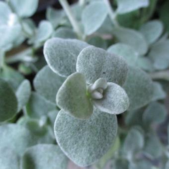 Helichrysum petiolare 'Silver'