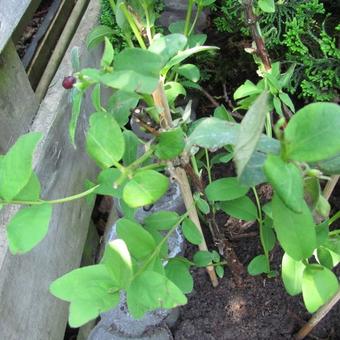 Lonicera caerulea var. kamtschatica