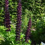 Lupinus polyphyllus 'Witchet' - Lupine