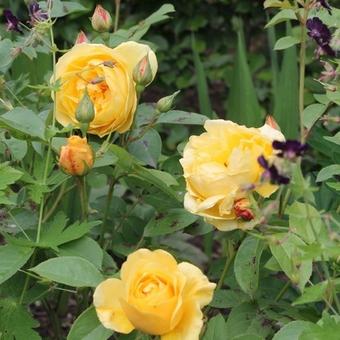 Rosa 'Graham Thomas'