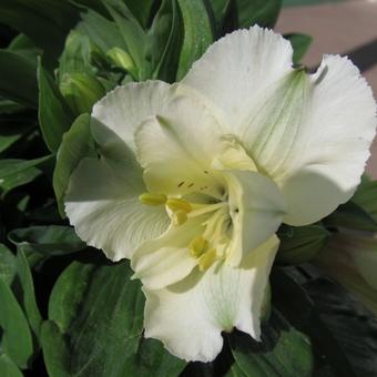 Alstroemeria 'PRINCESS Claire'