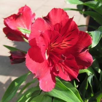 Alstroemeria 'PRINCESS Kate'