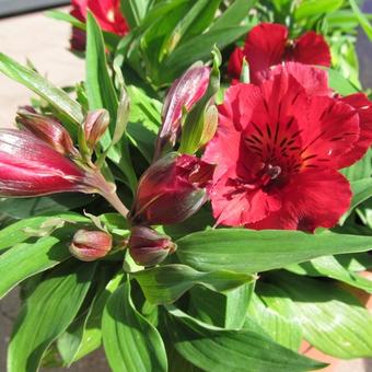 Alstroemeria 'PRINCESS Kate'