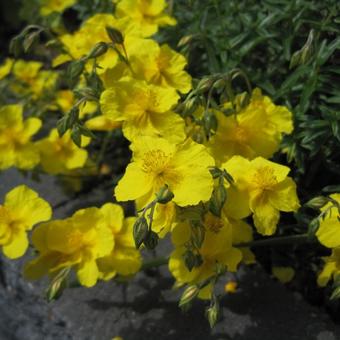 Helianthemum 'Golden Queen'