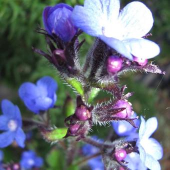 Anchusa azurea 'Loddon Royalist'