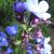 Anchusa azurea 'Loddon Royalist'