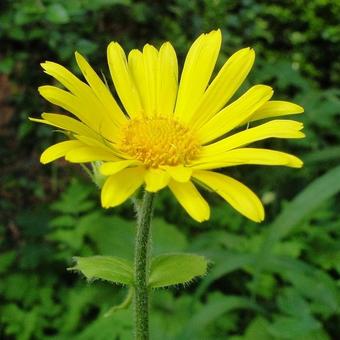 Doronicum orientale