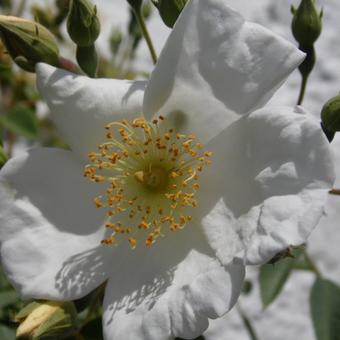 Rosa helenae