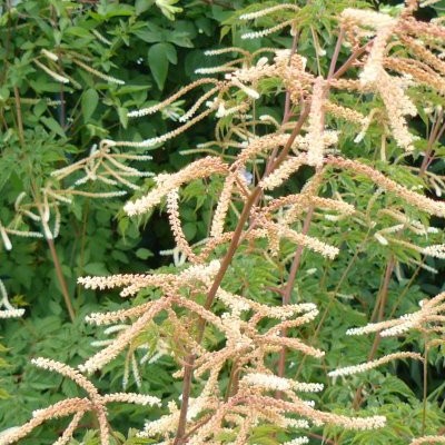 Geitenbaard - Aruncus 'Horatio'