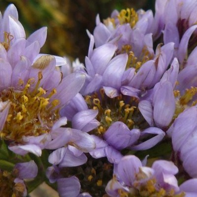 Aster - Aster tataricus 'Jindai'