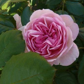 Rosa 'Geoff Hamilton'