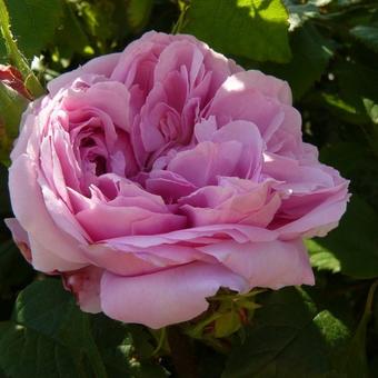 Rosa 'Marquise Boccella'