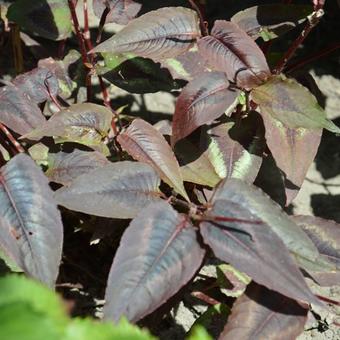 Persicaria microcephala 'Red Dragon'