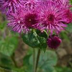 Ageratum houstonianum 'Red Sea' - Mexicaantje, leverbalsem, donsbloem